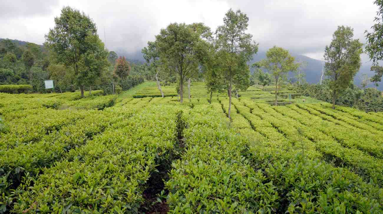 Hilirisasi dan Teh Specialty: Pintu Masuk Teh Premium Indonesia ke Pasar Global